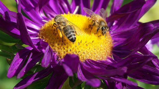 Aktywność pszczół a plony