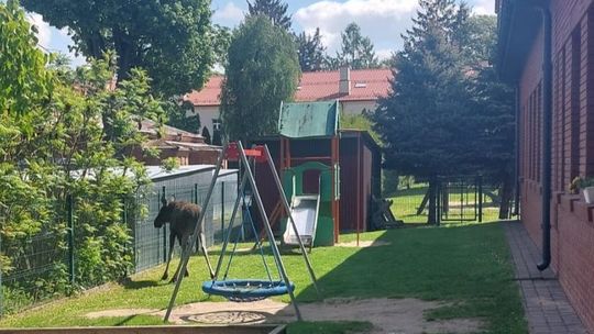 Ranny łoś spacerował po mieście