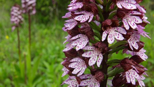 Rezerwat "Borowa Góra"