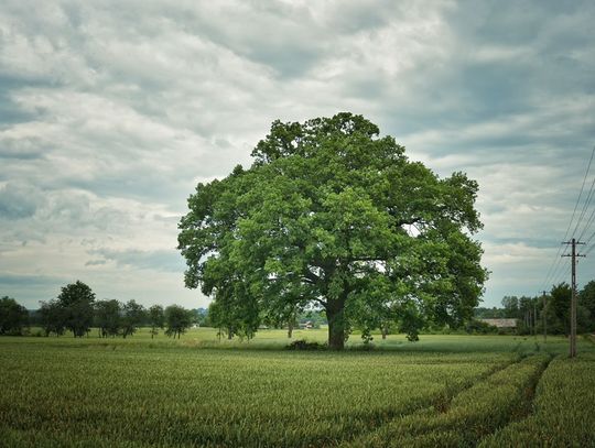 Akcja prastary dąb