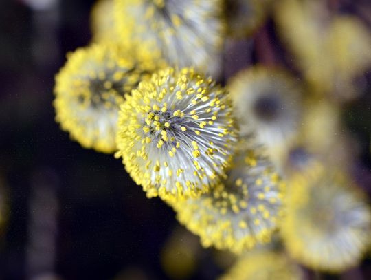 Alergia - jak sobie z nią radzić?