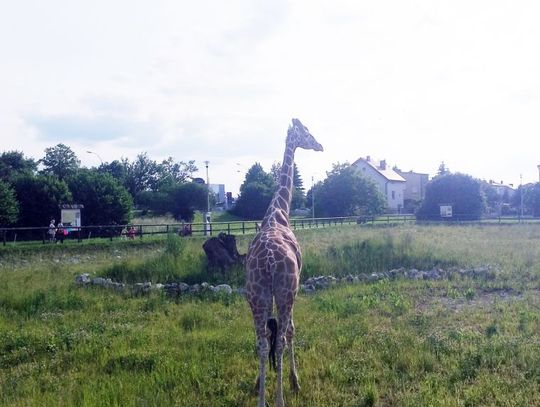 Będzie łatwiejszy dojazd do ZOO