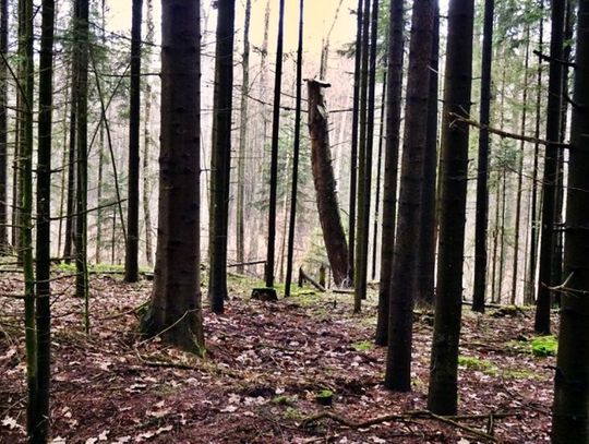 Bezpłatna wędrówka z przewodnikami po Puszczy Solskiej