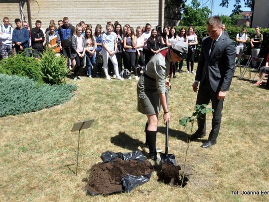 Biłgoraj. Dąb Niepodległości przy ZSZiO 