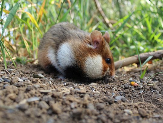 Chomik europejski- niezwykły mieszkaniec naszych pól