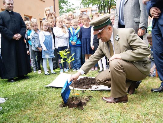 Dąb Bartek w Tomaszowie Lubelskim