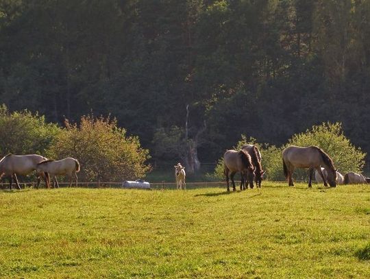 Europejski Dzień Parków Narodowych