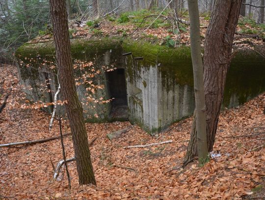 Historia lasów tomaszowskich. Rozstrzygnięcie konkursu