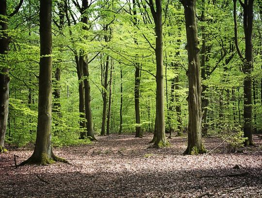 Inwestycje w lasach prywatnych – na finiszu nabór wniosków 