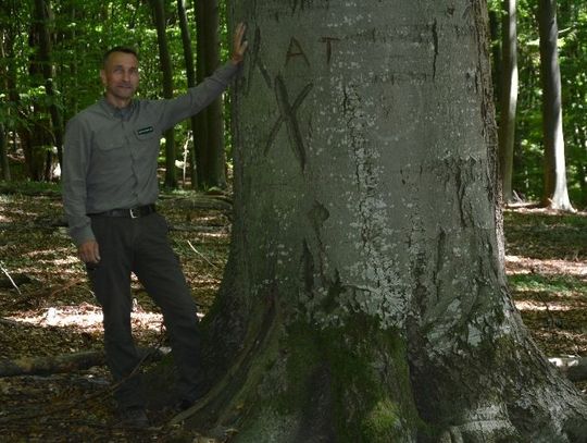 Kompleks pomnikowych drzew w leśnictwie Orłów