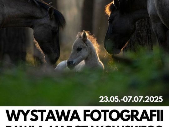 Konik polski w obiektywie – dziś startuje wystawa Pawła Marczakowskiego