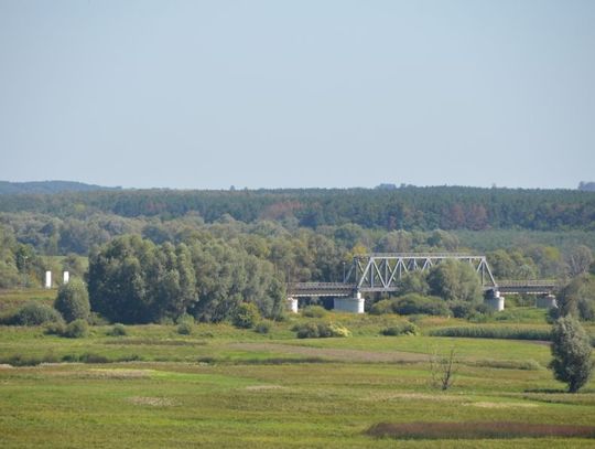 Korniki niszczą lubelskie lasy