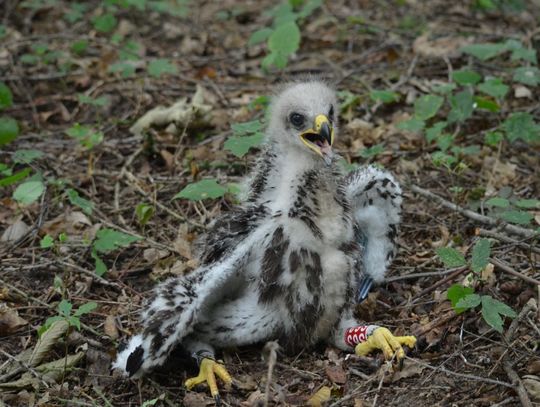 Królestwo ptaków mireckich lasów. Rozstrzygnięcie konkursu