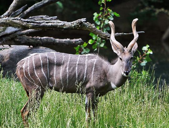 Kudu małe w zamojskim zoo