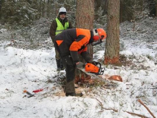 Kurs na drwala-operatora pilarki spalinowej