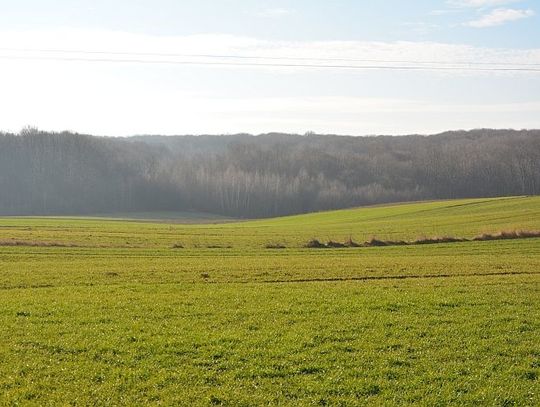 Las jako bariera ochronna przeciwko wiatrom