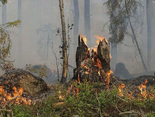 Leśnicy prowadzą ciągłe obserwacje terenów leśnych