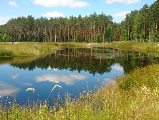 Międzynarodowy Dzień Lasów