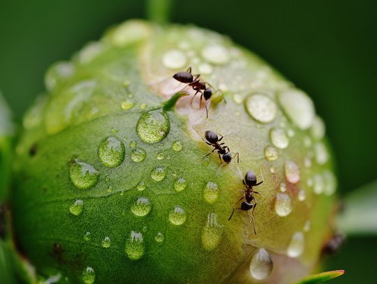 Mrówki - naturalni czyściciele lasu