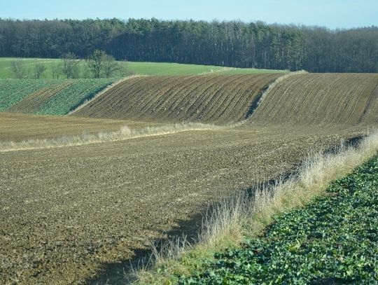 Nadleśnictwa w Polsce dokonują zakupu lasów i gruntów przeznaczonych do zalesienia