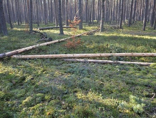 Ochrona młodego lasu przed spałowaniem i zgryzaniem