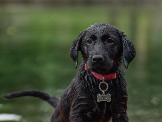 Ogólnopolski Dzień Dogoterapii