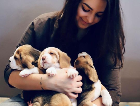 Ogólnopolski Dzień Dogoterapii