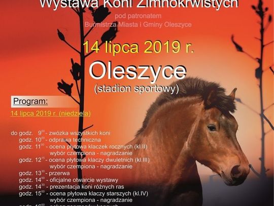 Oleszyce. XIV Wojewódzka Wystawa Koni Zimnokrwistych