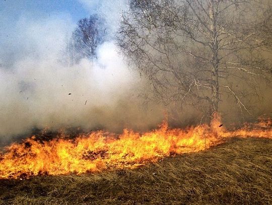 Płoną trawy na Zamojszczyźnie