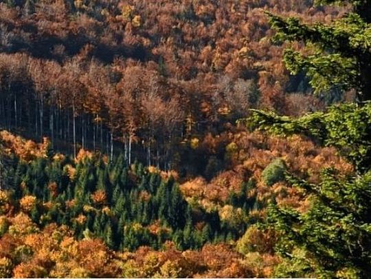 Powstała nowa ścieżka rowerowa Single Track