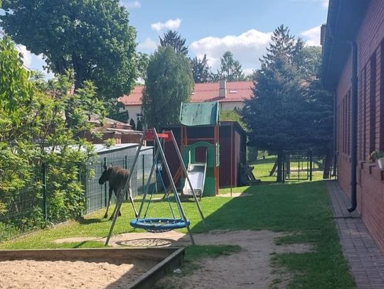 Ranny łoś spacerował po mieście