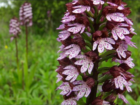 Rezerwat "Borowa Góra"