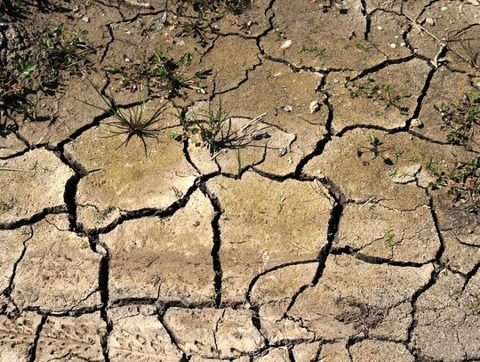 Rządowa pomoc dla rolników dotkniętych suszą