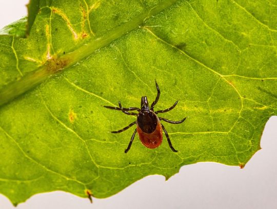 Sezon na kleszcze rozpoczęty. Weterynarze ostrzegają właścicieli zwierząt