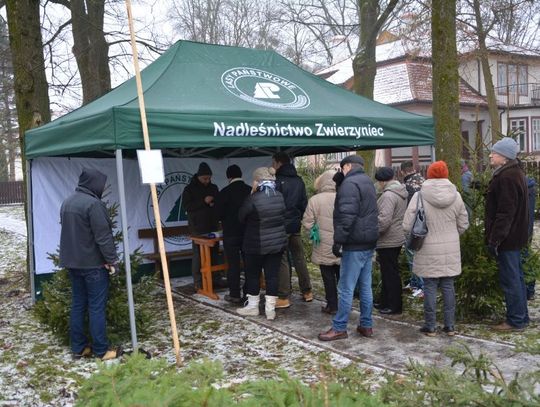 Sprzedaż choinek w Nadleśnictwie Zwierzyniec