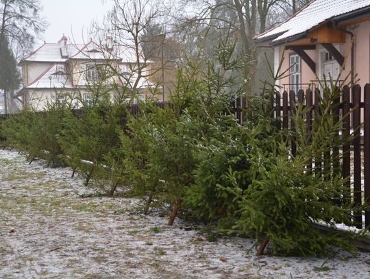 Sprzedaż choinek w Nadleśnictwie Zwierzyniec