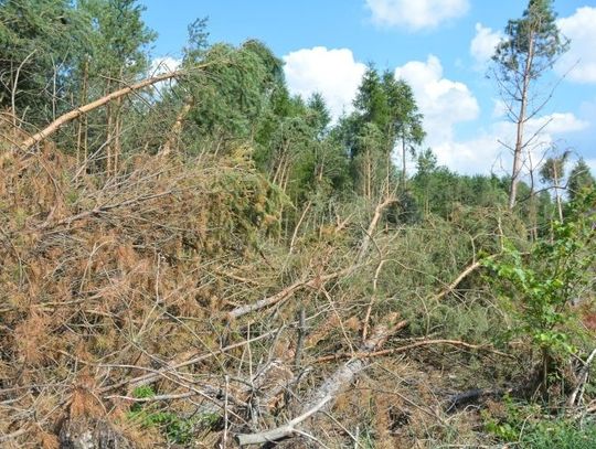 Szkody w drzewostanie po czerwcowych wichurach w Nadleśnictwie Mircze