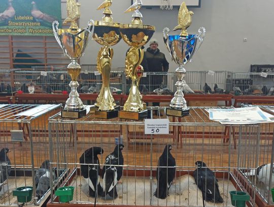Tomaszów. Wystawa gołębi wysokolotnych
