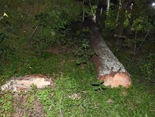 Tragiczny wypadek przy pracach leśnych