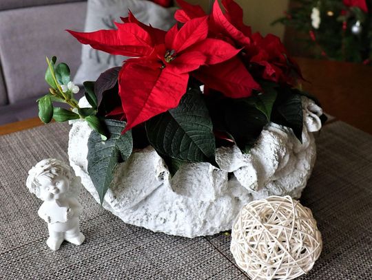 Trwa sezon na najpopularniejszy kwiat świąt.