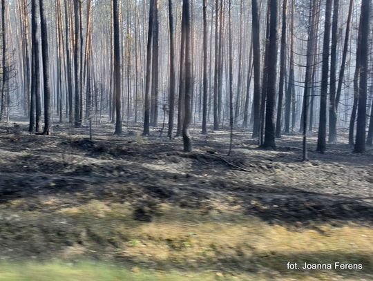 Trwa walka z żywiołem w Puszczy Solskiej. Ogień zbliża się do Józefowa