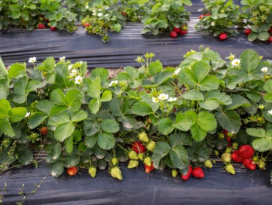 Uprawa truskawek na agrotkaninie ? instrukcja sadzenia, wady i zalety rozwiązania.