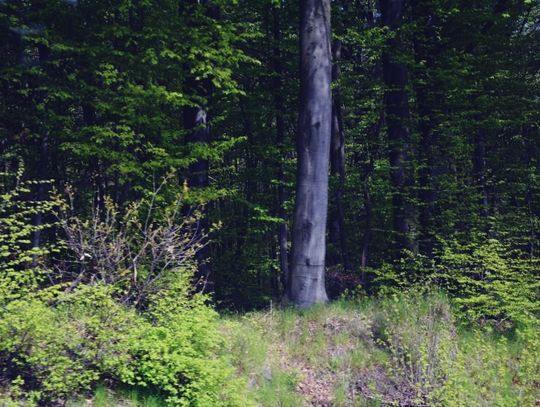 W Gorajcu odbędzie się  Wiosenny Marsz na Orientację