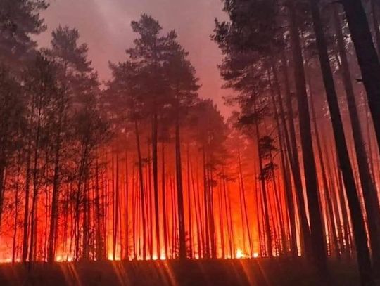 Wielki pożar biłgorajskich lasów