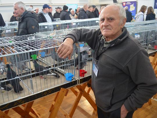 Wystawa gołębi wysokolotnych w Tyszowcach