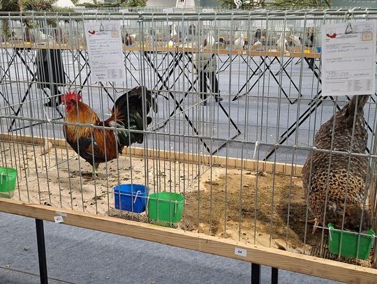 Za nami XV Wystawa Gołębi i Drobiu Ozdobnego w Zamościu