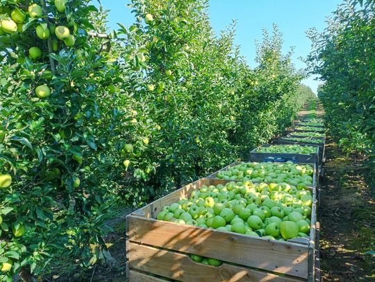 Zakończył się zbiór jabłek