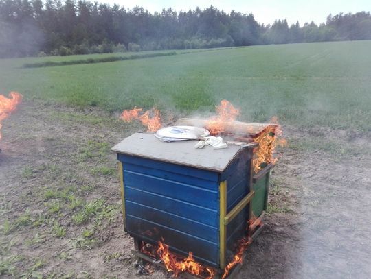 Zgnilec amerykański niszczycielem pszczół