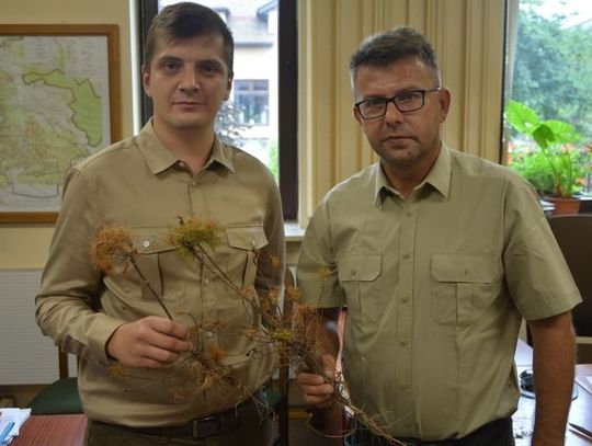 Znaczenie owadów w gospodarce leśnej