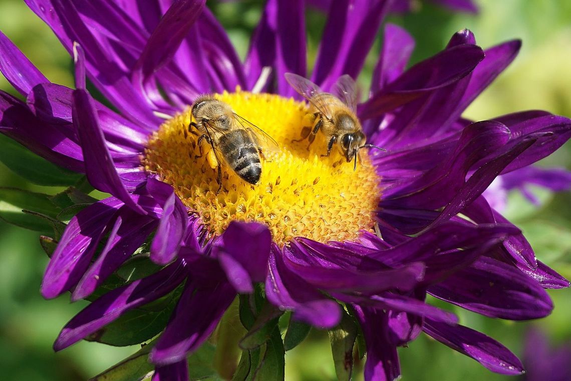 Aktywność pszczół a plony